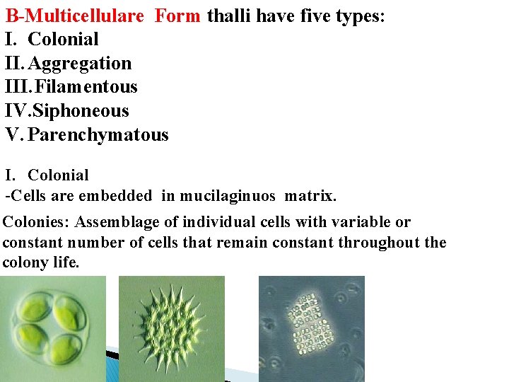 B-Multicellulare Form thalli have five types: I. Colonial II. Aggregation III. Filamentous IV. Siphoneous