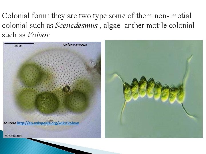 Colonial form: they are two type some of them non- motial colonial such as Colonial form: they are two type some of them non- motial colonial such as