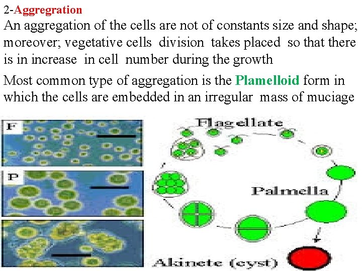 2 -Aggregration An aggregation of the cells are not of constants size and shape; 2 -Aggregration An aggregation of the cells are not of constants size and shape;