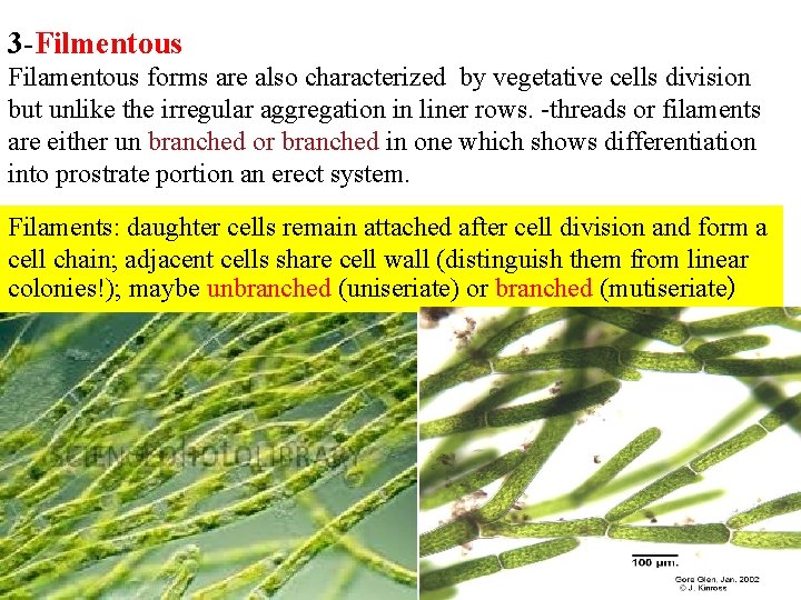 3 -Filmentous Filamentous forms are also characterized by vegetative cells division but unlike the