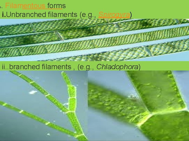 . Filamentous forms i. Unbranched filaments (e. g. , Spirogyra) b ii. . branched