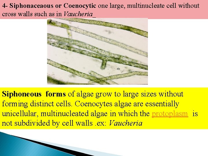 4 - Siphonaceaous or Coenocytic one large, multinucleate cell without cross walls such as