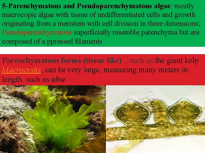 5 -Parenchymatous and Pseudoparenchymatous algae: mostly macrocopic algae with tissue of undifferentiated cells and