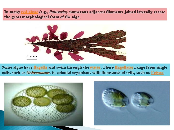 In many red algae (e. g. , Palmaria), numerous adjacent filaments joined laterally create