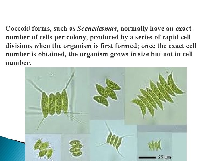 Coccoid forms, such as Scenedesmus, normally have an exact number of cells per colony,