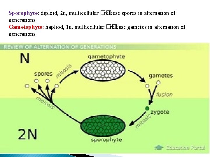 Sporophyte: diploid, 2 n, multicellular �� release spores in alternation of generations Gametophyte: hapliod,