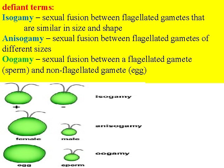 defiant terms: Isogamy – sexual fusion between flagellated gametes that are similar in size defiant terms: Isogamy – sexual fusion between flagellated gametes that are similar in size