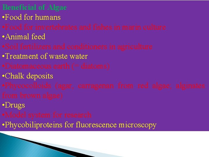 Beneficial of Algae • Food for humans • Food for invertebrates and fishes in