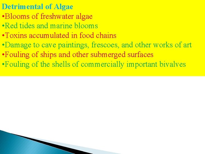 Detrimental of Algae • Blooms of freshwater algae • Red tides and marine blooms