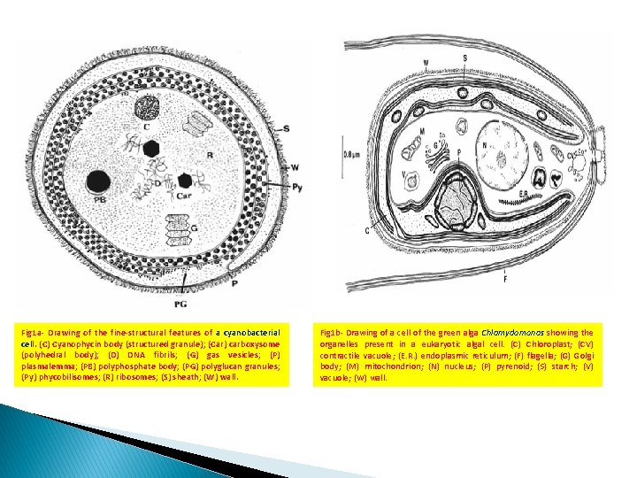 Fig 1 a- Drawing of the fine-structural features of a cyanobacterial cell. (C) Cyanophycin