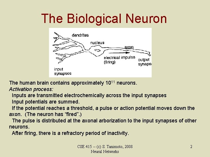The Biological Neuron The human brain contains approximately 1011 neurons. Activation process: Inputs are