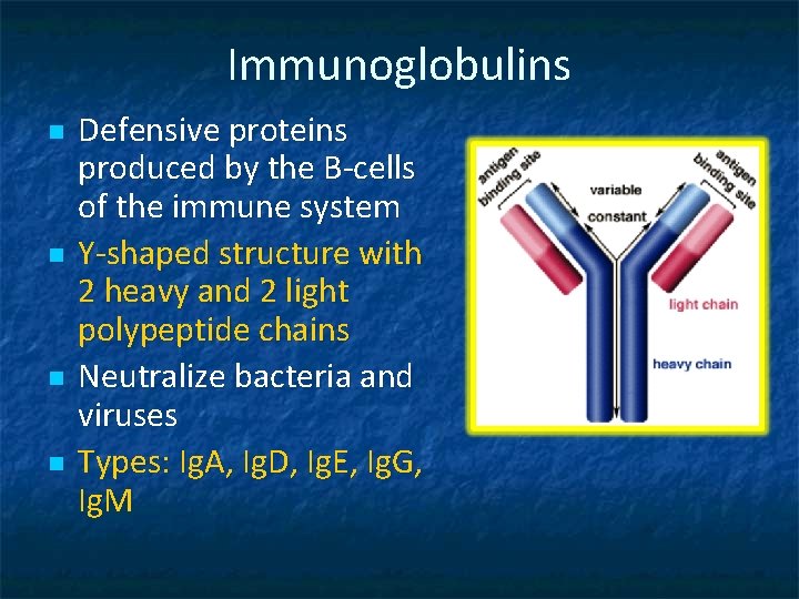 Immunoglobulins n n Defensive proteins produced by the B-cells of the immune system Y-shaped