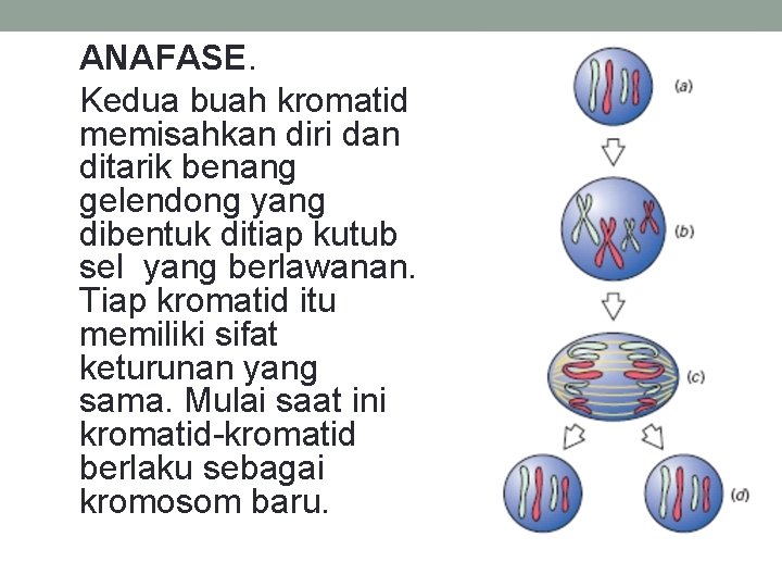 ANAFASE. Kedua buah kromatid memisahkan diri dan ditarik benang gelendong yang dibentuk ditiap kutub