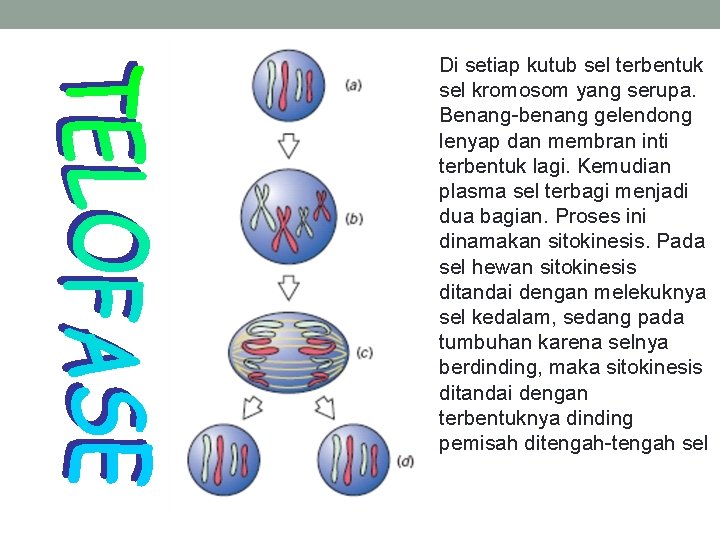 Di setiap kutub sel terbentuk sel kromosom yang serupa. Benang-benang gelendong lenyap dan membran