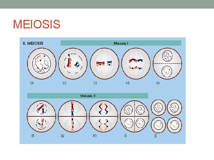 MEIOSIS 