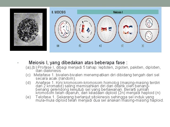  • Meiosis I, yang dibedakan atas beberapa fase : (a), (b) Profase I,