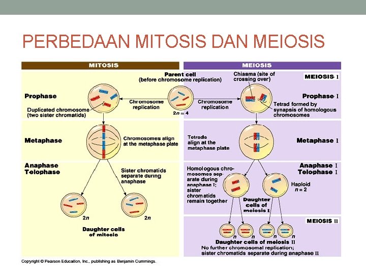 PERBEDAAN MITOSIS DAN MEIOSIS 