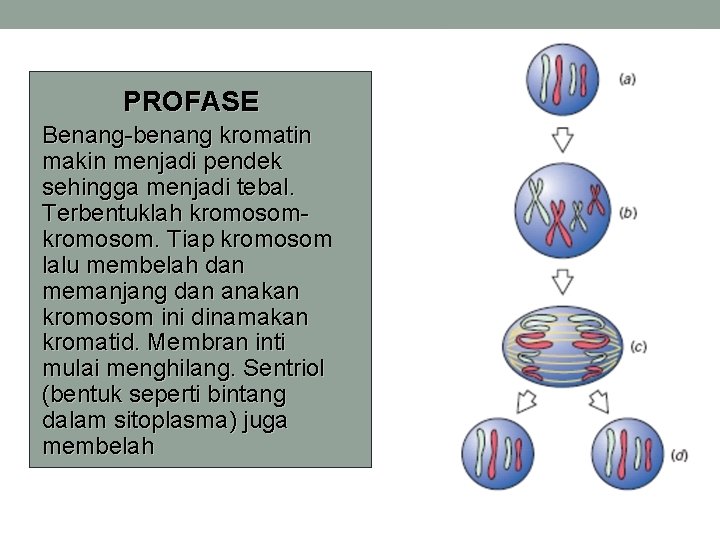 PROFASE Benang-benang kromatin makin menjadi pendek sehingga menjadi tebal. Terbentuklah kromosom. Tiap kromosom lalu