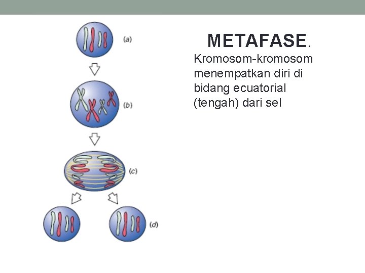  METAFASE. Kromosom-kromosom menempatkan diri di bidang ecuatorial (tengah) dari sel 