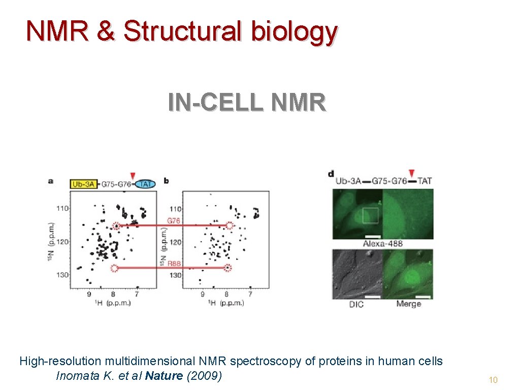 NMR & Structural biology IN-CELL NMR High-resolution multidimensional NMR spectroscopy of proteins in human