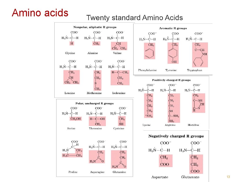 Amino acids 13 