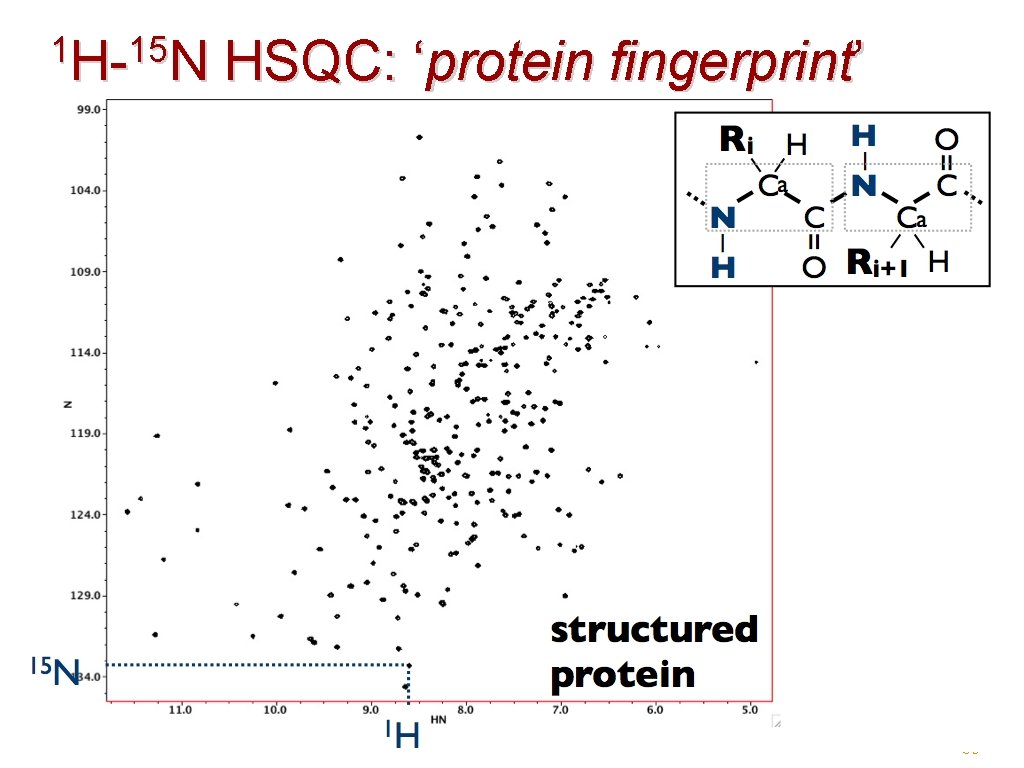 1 H-15 N H- N HSQC: ‘protein fingerprint’ 39 