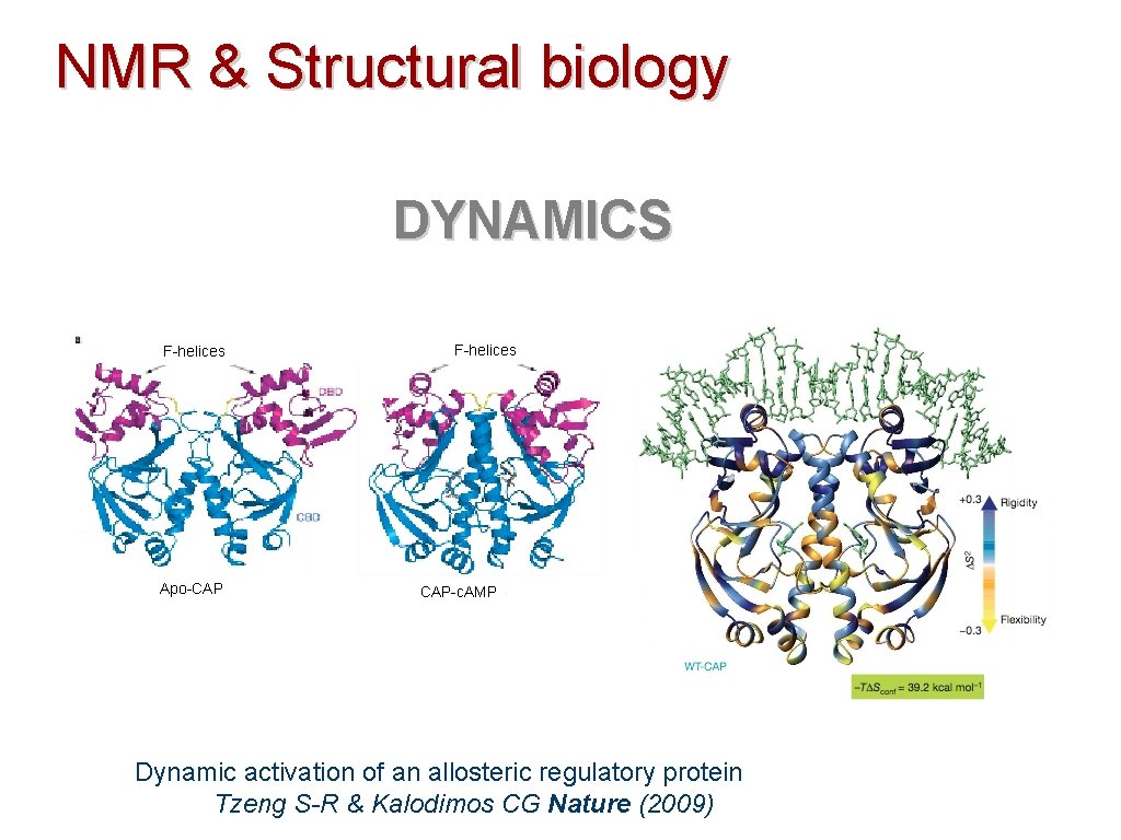 NMR & Structural biology DYNAMICS F-helices Apo-CAP F-helices CAP-c. AMP Dynamic activation of an