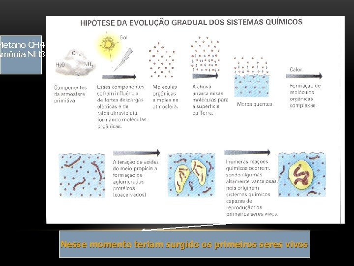 Metano CH 4 Amônia NH 3 Nesse momento teriam surgido os primeiros seres vivos