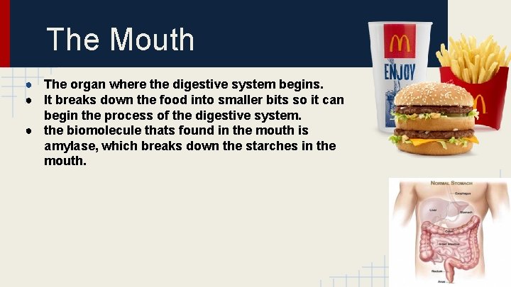 The Mouth ● The organ where the digestive system begins. ● It breaks down
