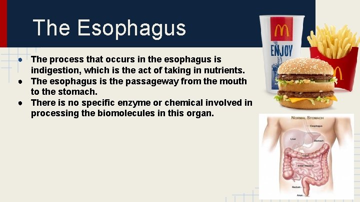 The Esophagus ● The process that occurs in the esophagus is indigestion, which is