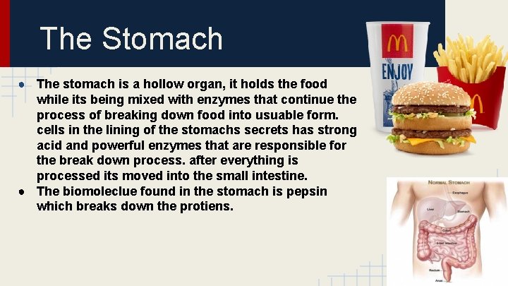 The Stomach ● The stomach is a hollow organ, it holds the food while