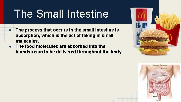 The Small Intestine ● The process that occurs in the small intestine is absorption,