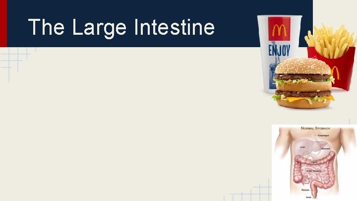 The Large Intestine 