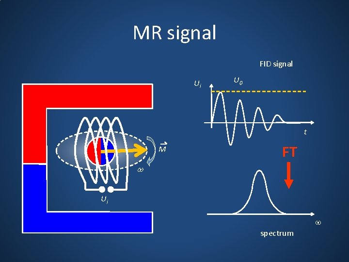 MR signal FID signal Ui U 0 t M FT w Ui w spectrum