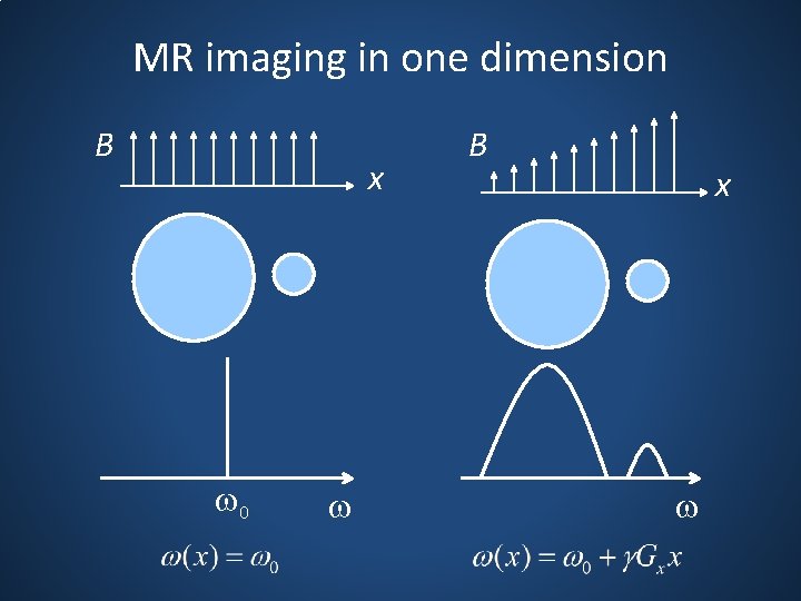 MR imaging in one dimension B x w 0 w B x w 