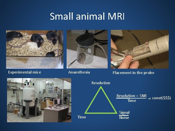 Small animal MRI Experimental mice Anaesthesia Placement in the probe Resolution × SNR const($$$)