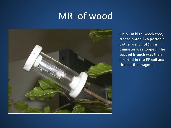 MRI of wood On a 3 m high beech tree, transplanted in a portable