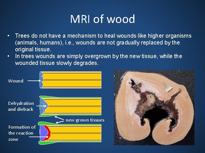 MRI of wood • Trees do not have a mechanism to heal wounds like