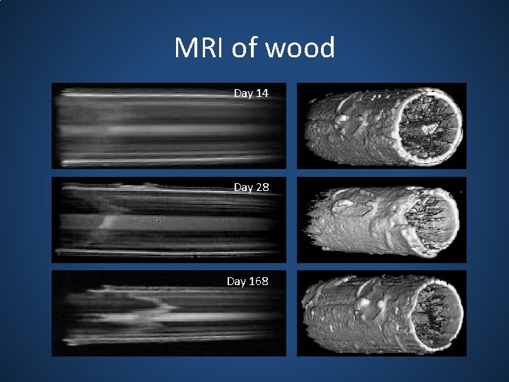 MRI of wood Day 14 Day 28 Day 168 
