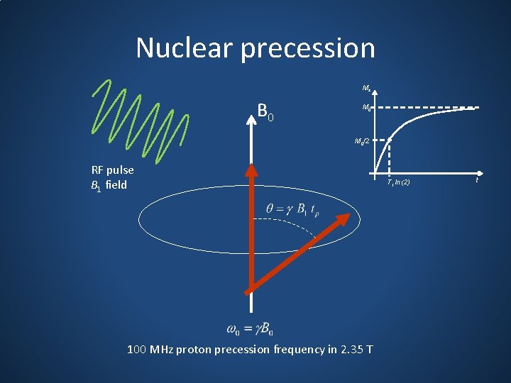 Nuclear precession Mz B 0 M 0/2 RF pulse B 1 field 100 MHz