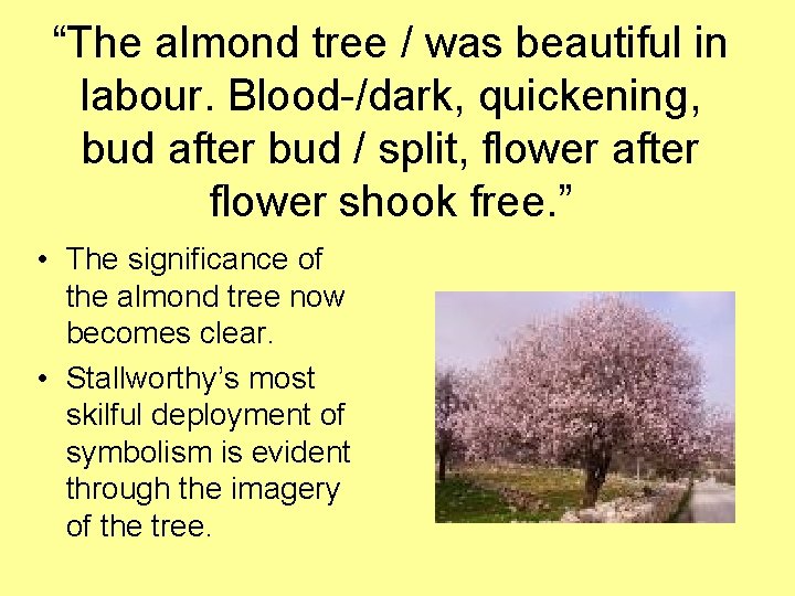 “The almond tree / was beautiful in labour. Blood-/dark, quickening, bud after bud / “The almond tree / was beautiful in labour. Blood-/dark, quickening, bud after bud /