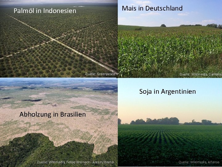 Mais in Deutschland Palmöl in Indonesien Quelle: Greenpeace Quelle: Wikimedia, Darkone Soja in Argentinien