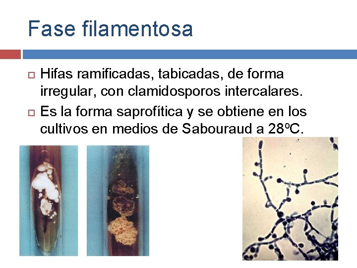 Fase filamentosa Hifas ramificadas, tabicadas, de forma irregular, con clamidosporos intercalares. Es la forma