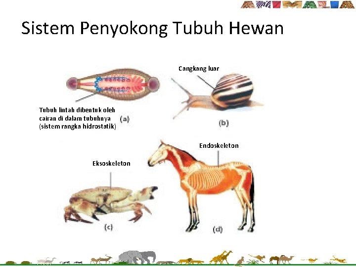 Sistem Penyokong Tubuh Hewan Cangkang luar Tubuh lintah dibentuk oleh cairan di dalam tubuhnya