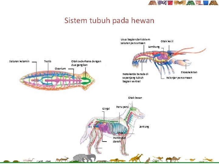 Sistem tubuh pada hewan Usus bagian dari sistem Otak kecil saluran pencernaan Lambung Saluran