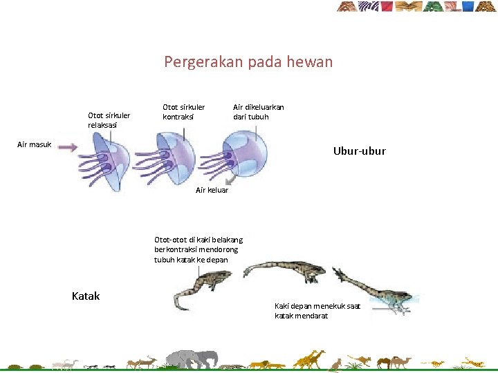 Pergerakan pada hewan Otot sirkuler relaksasi Otot sirkuler kontraksi Air dikeluarkan dari tubuh Air