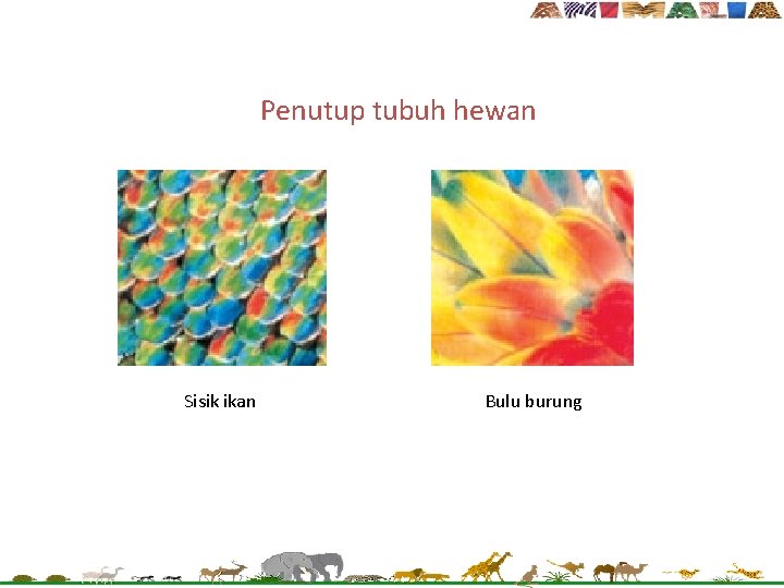 Penutup tubuh hewan Sisik ikan Bulu burung 