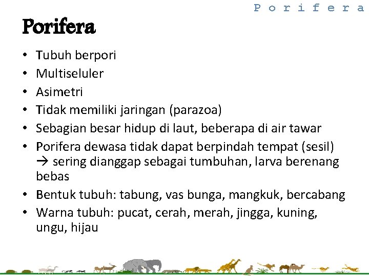 Porifera P o r i f e r a Tubuh berpori Multiseluler Asimetri Tidak