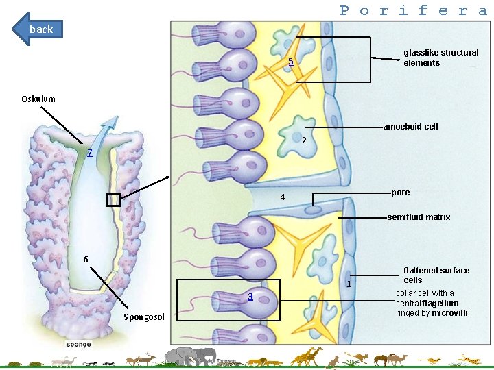 P o r i f e r a back glasslike structural elements 5 Oskulum