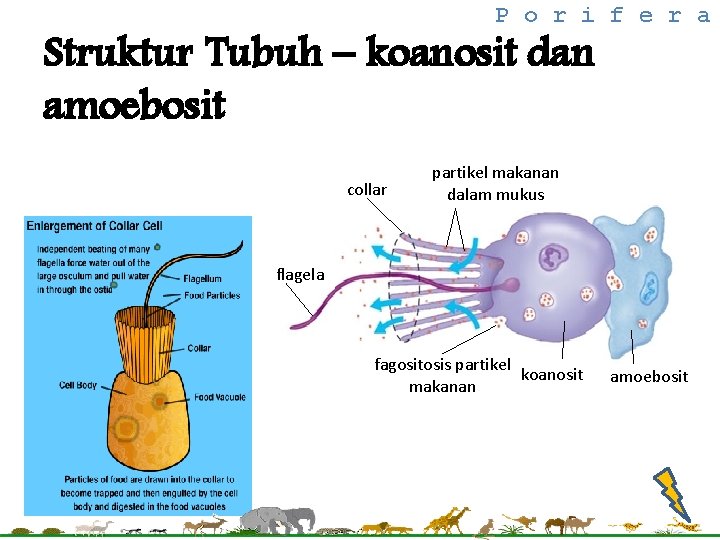 P o r i f e r a Struktur Tubuh – koanosit dan amoebosit